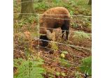 EuroNetz Wild boar netting