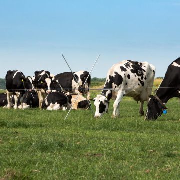 Tumble wheel GAL-056388