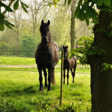 EquiFence GAL-053858